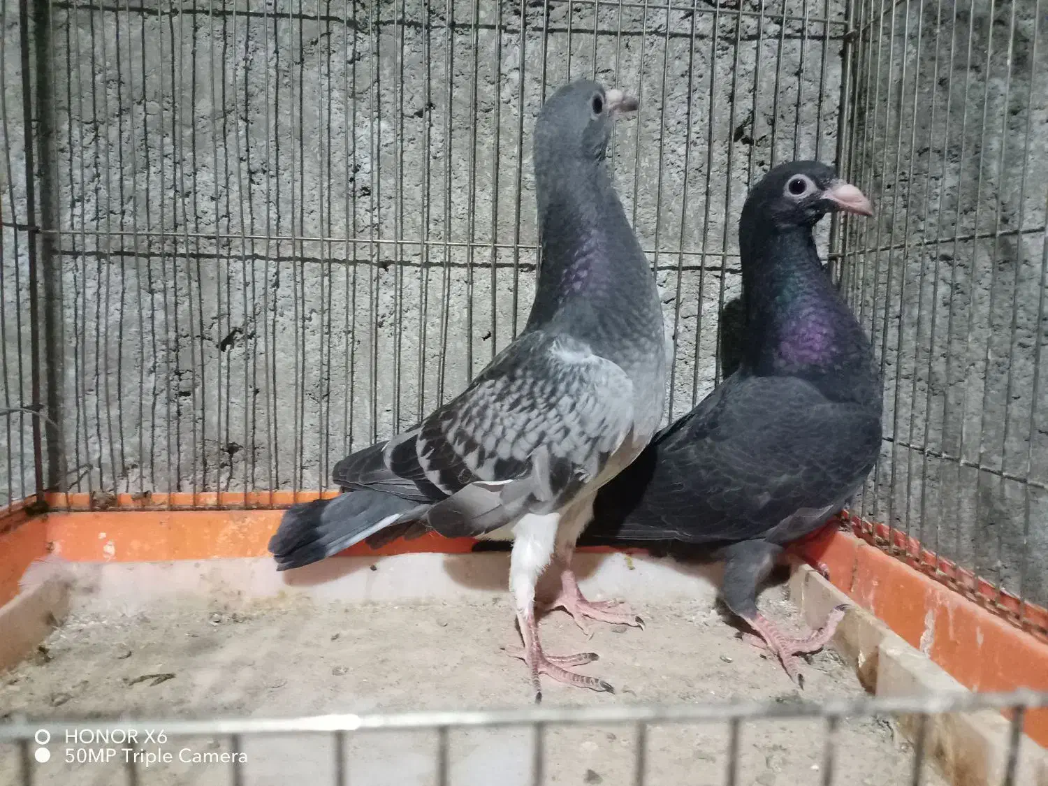 کفتر زاجر|پرنده|اردکان, |دیوار