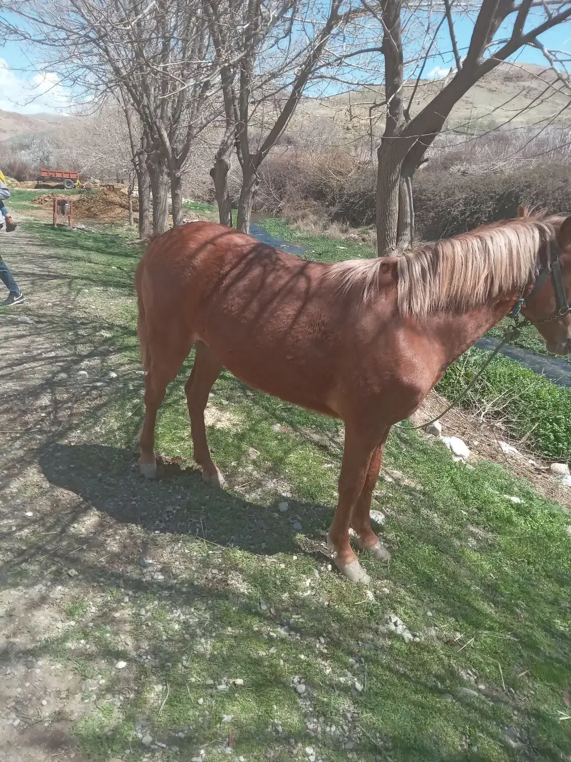 اسب کورد|اسب و تجهیزات اسب‌سواری|سیلاخور, |دیوار