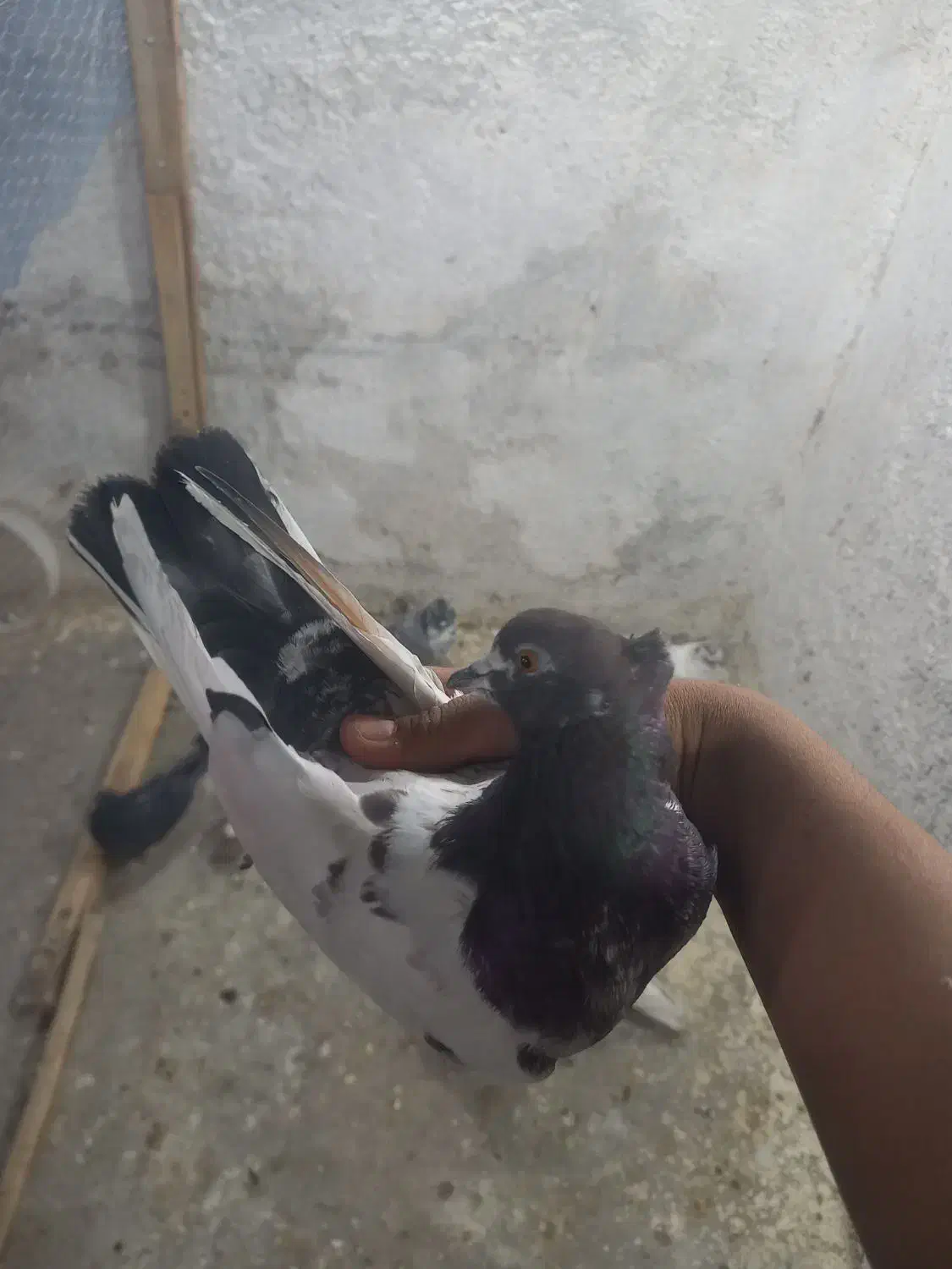 کله دم|پرنده|ایلام, |دیوار