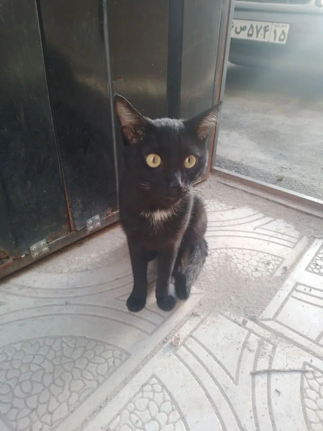 مژدگانی *گمشده گربه* سیاه سینه سفید کشیده لاغر|حیوانات|تبریز, |دیوار