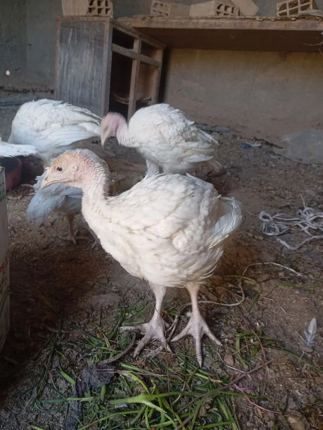 جوجه بوقلمو|حیوانات مزرعه|سمنان, |دیوار