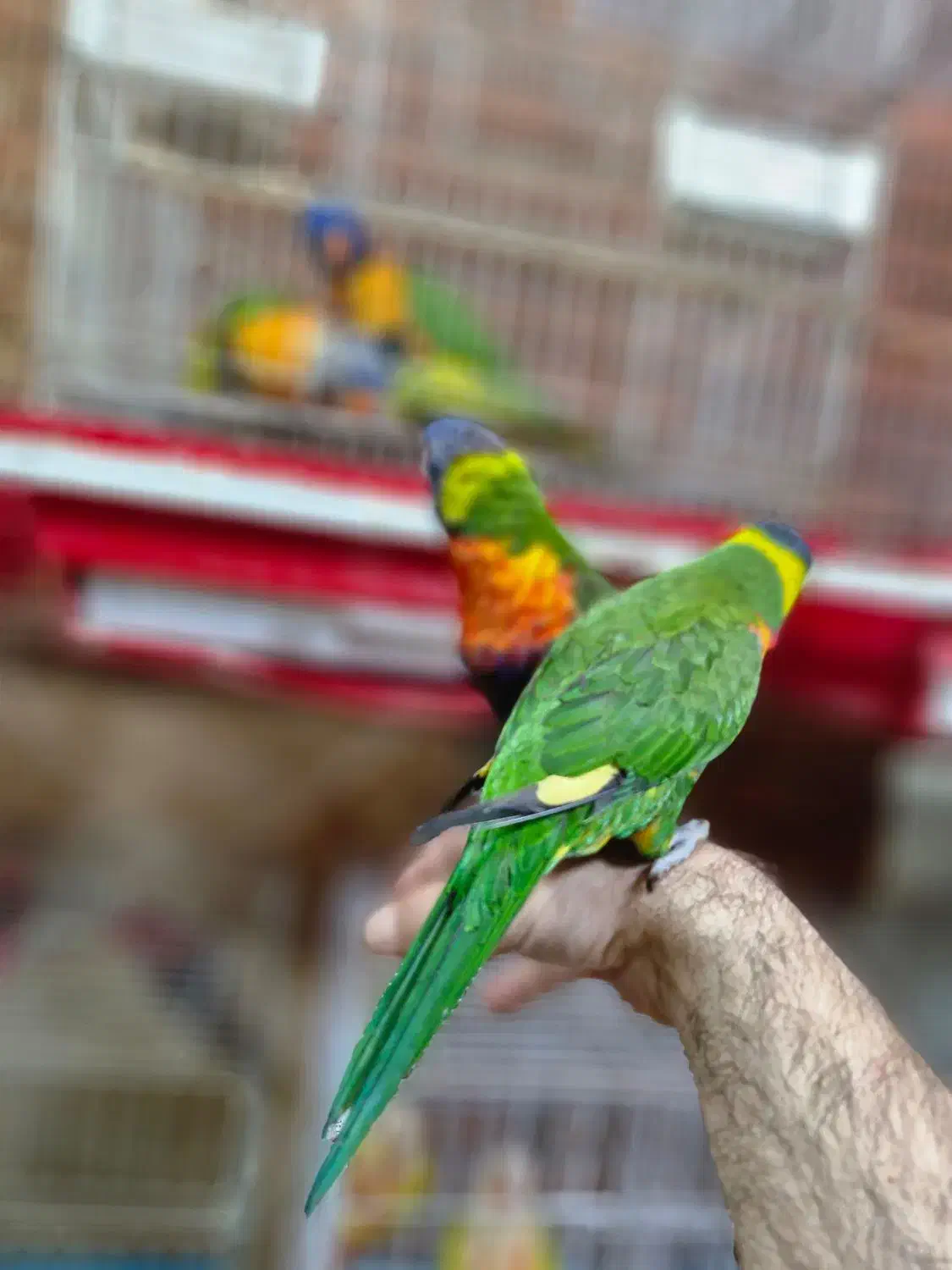 لریکیت رد کالر جوجه شش ماهه تا جفتهای مولد|پرنده|اصفهان, حسینآباد|دیوار