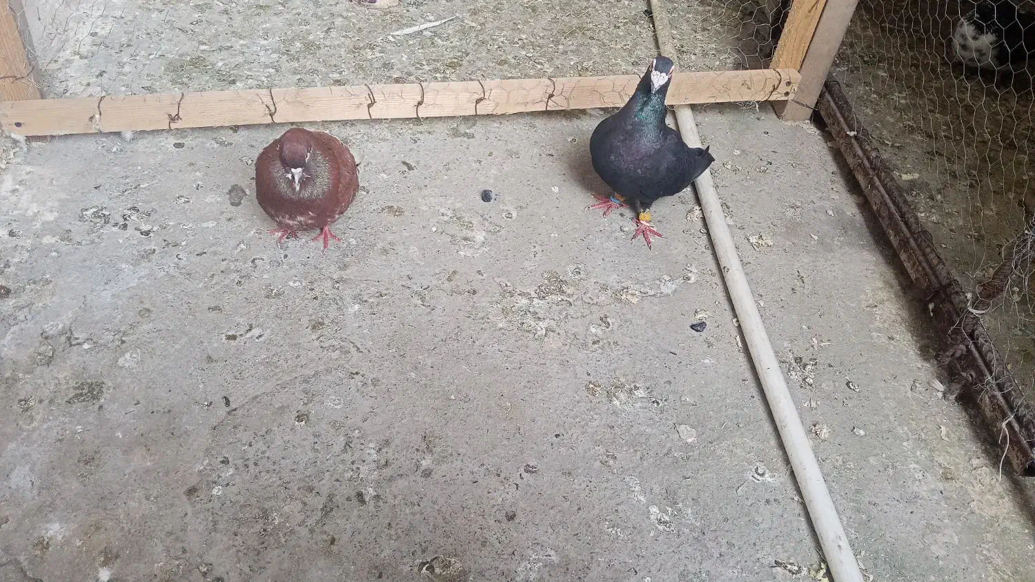 کفتر|پرنده|نشتارود, |دیوار