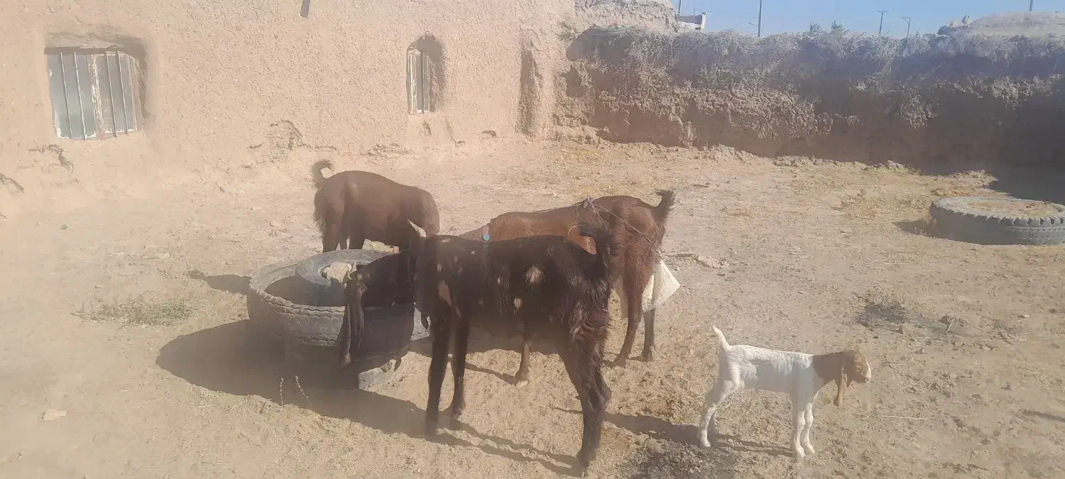 4عدد بز جوان پاکستانی|حیوانات مزرعه|تربتحیدریه, ابوذر|دیوار