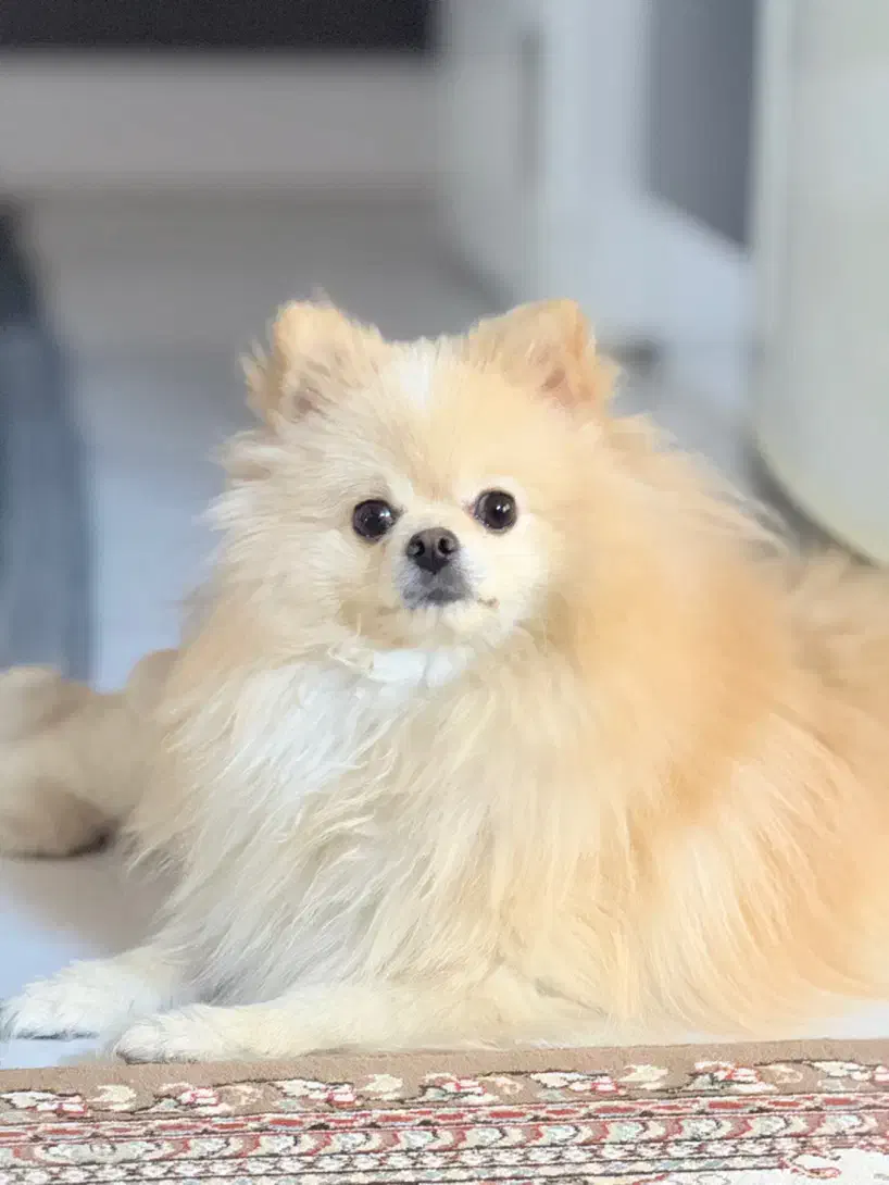 سگ پامر خرسی|سگ|بندرعباس, |دیوار