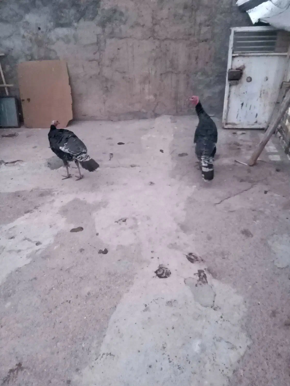 بوقلمون|حیوانات مزرعه|بیستون, |دیوار