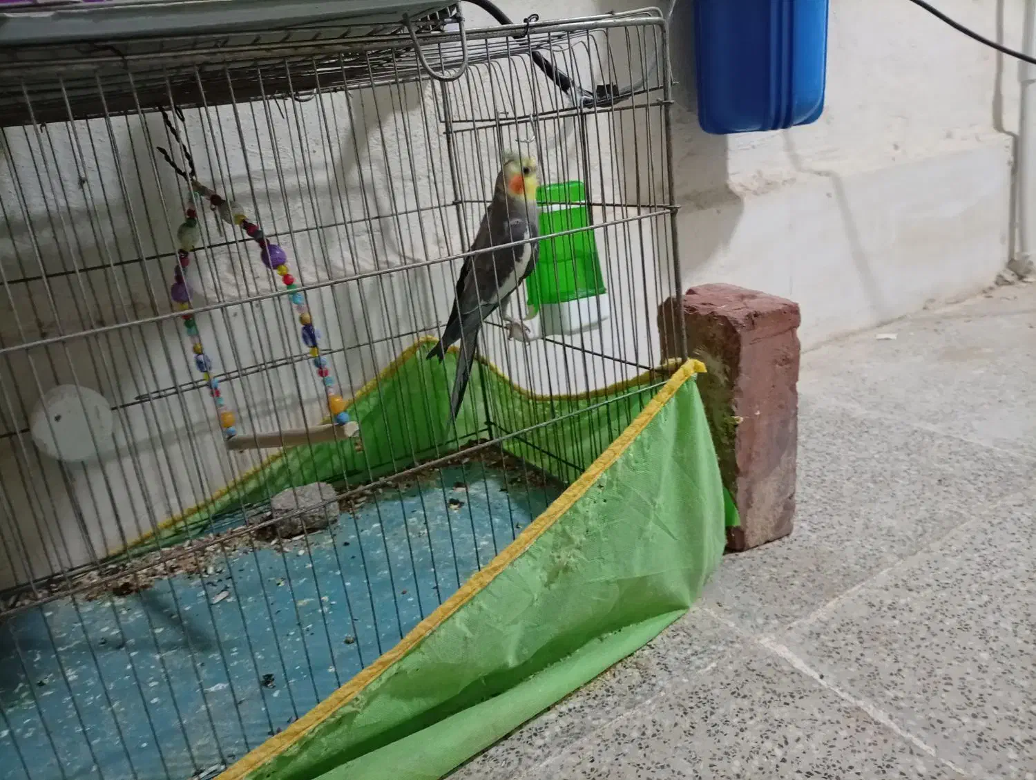 عروس هلندی|پرنده|زرند, |دیوار