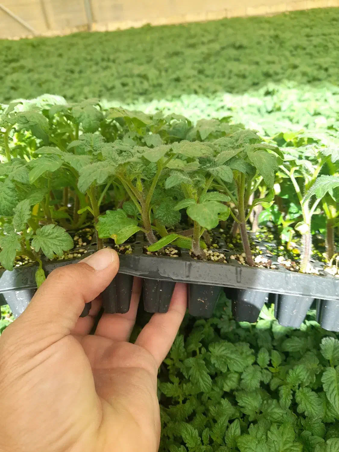 تولید و عرضه انواع نشا صیفیجات|خدمات باغبانی و درختکاری|مرودشت, رامجرد یک|دیوار