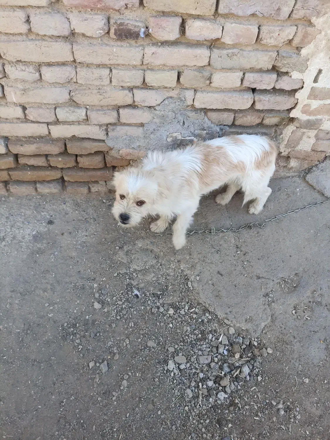 سگ خانگی 2ساله|سگ|میاندوآب, |دیوار