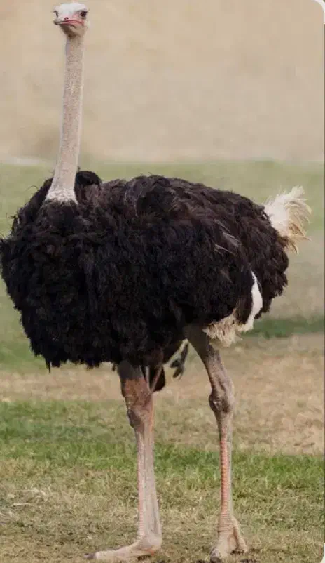 گوشت شتر مرغ|حیوانات مزرعه|پلنگ آباد, |دیوار