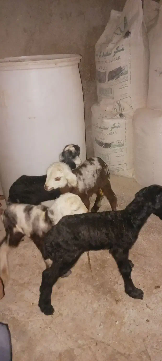 بره شیری|حیوانات مزرعه|خمینی‌شهر, |دیوار