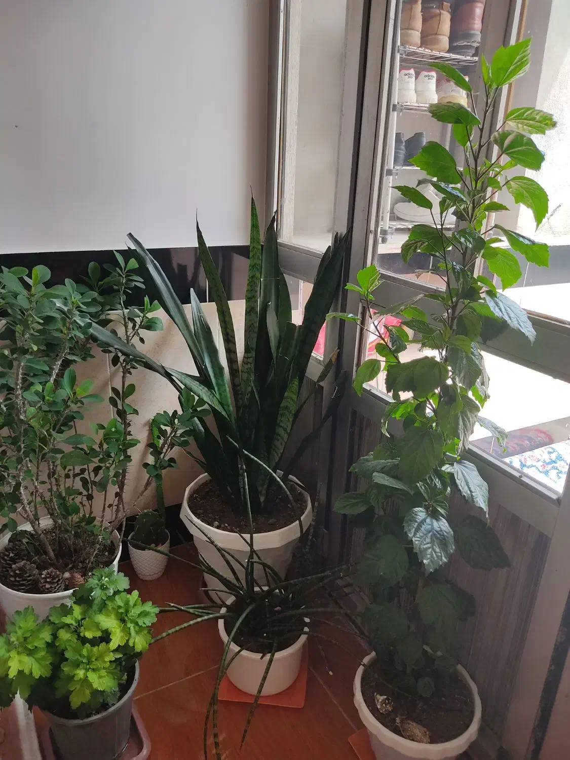 کمد لباس|جاکفشی، کمد، دراور|مهاباد (آذربایجان غربی), |دیوار