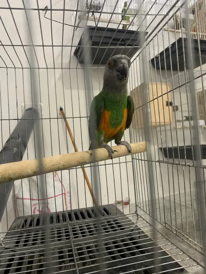 طوطی سنگال|پرنده|مریوان, |دیوار