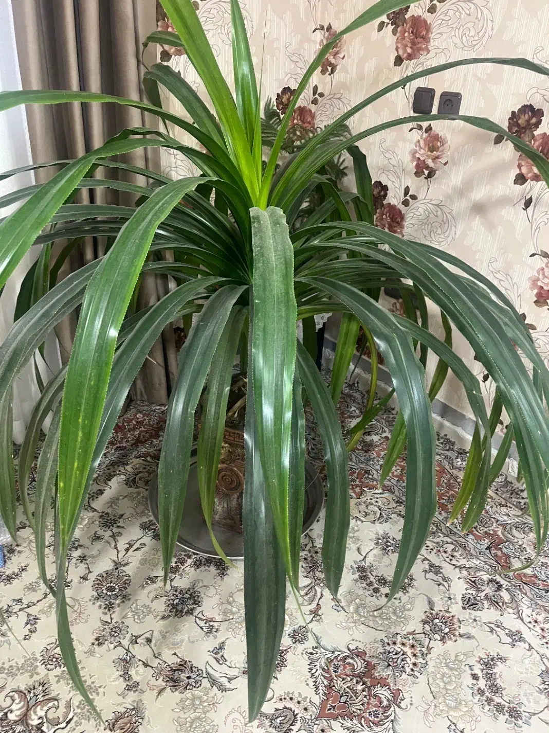 گل زیبا و بزرگ|گل و گیاه طبیعی|شاهرود, |دیوار