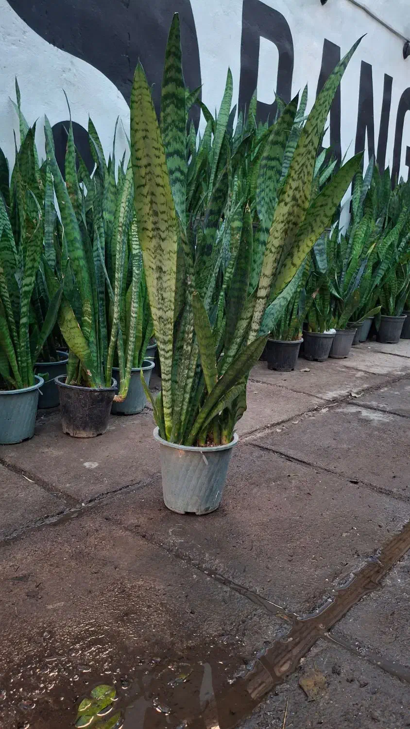 گل و گیاه سانسوریا سبز|گل و گیاه طبیعی|اهواز, پادادشهر|دیوار