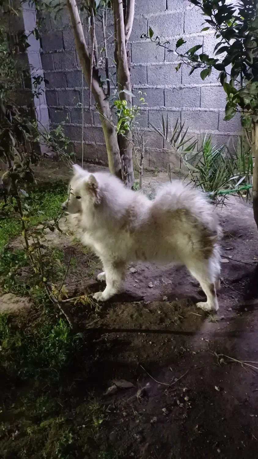 سگ سامویید|سگ|رشت, جانبازان|دیوار