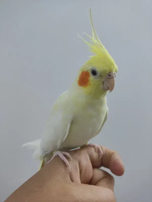 یک جفت عروس هلندی|پرنده|قم, طلاب غیر ایرانی|دیوار