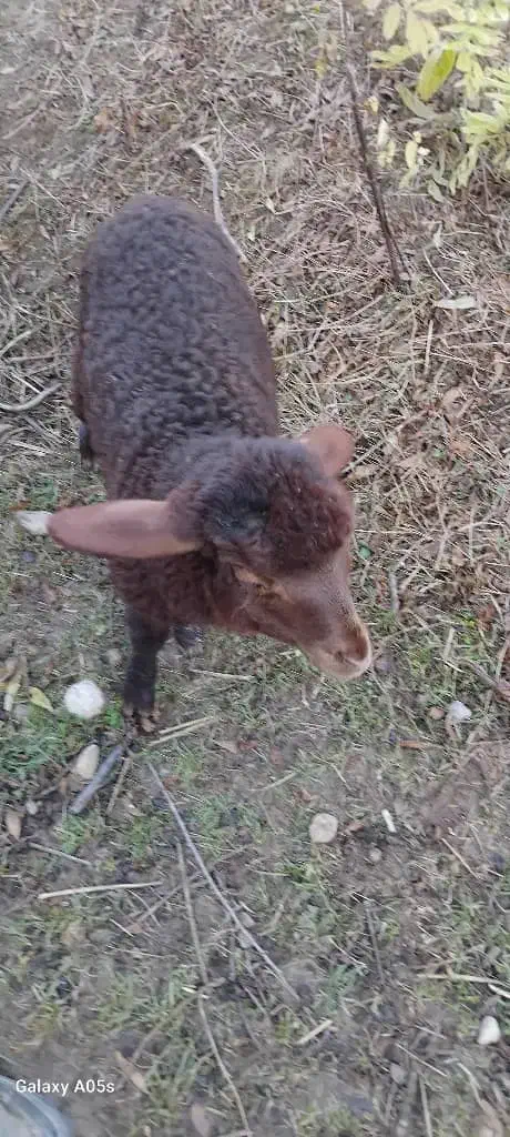 گوسفند ماده  با بره نر|حیوانات مزرعه|کیاسر, |دیوار