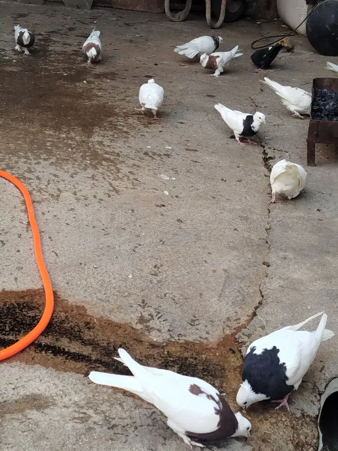 فروشی|پرنده|گتوند, |دیوار