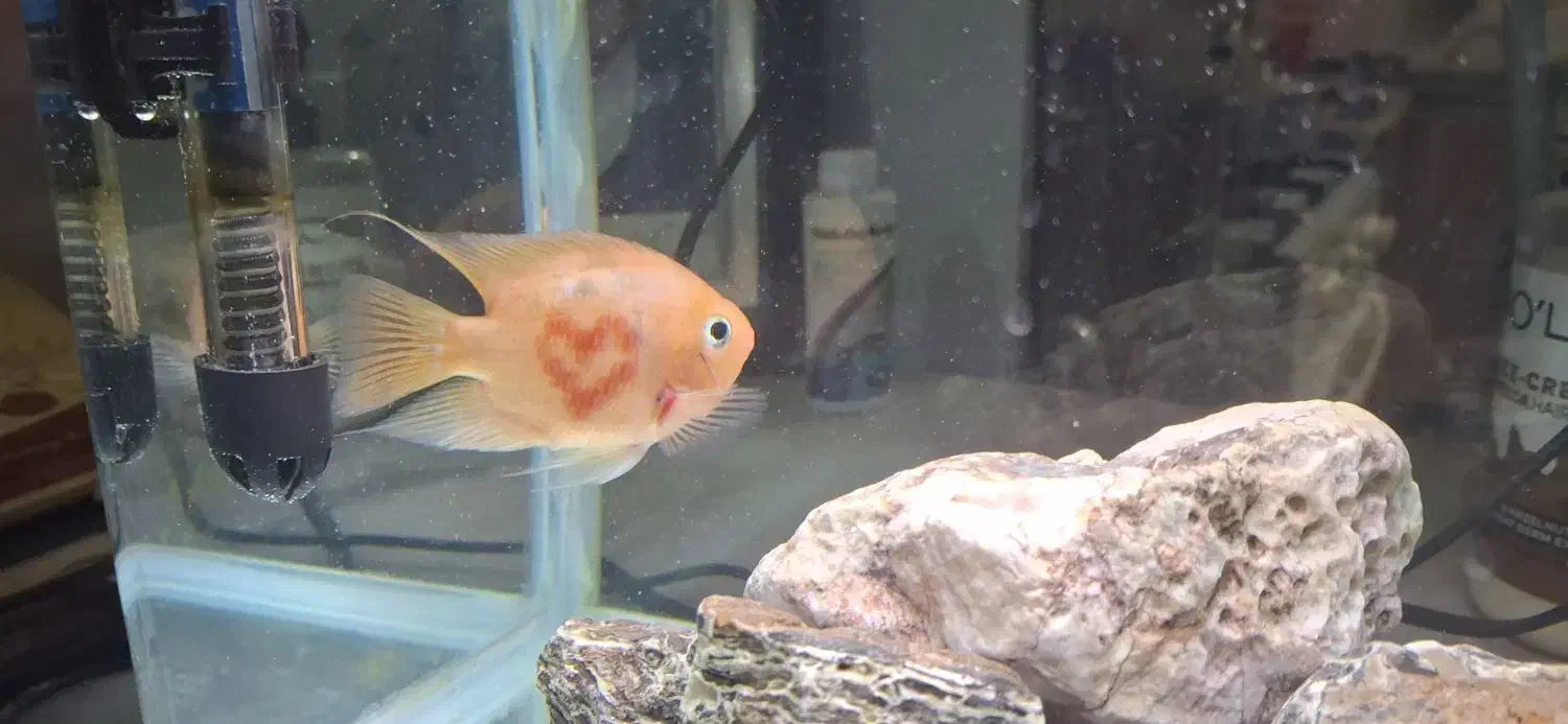 ماهی|ماهی|قوچان, |دیوار