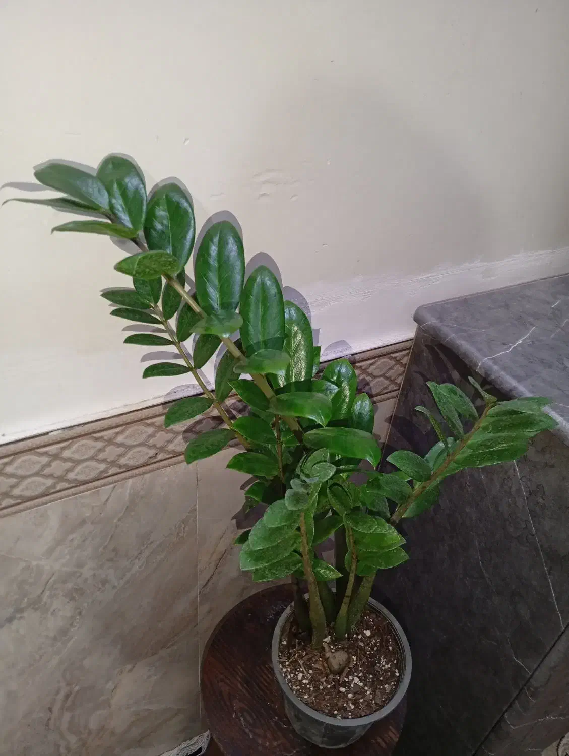 گلهای زیبا وشاداب|گل و گیاه طبیعی|مشهد, اروند|دیوار