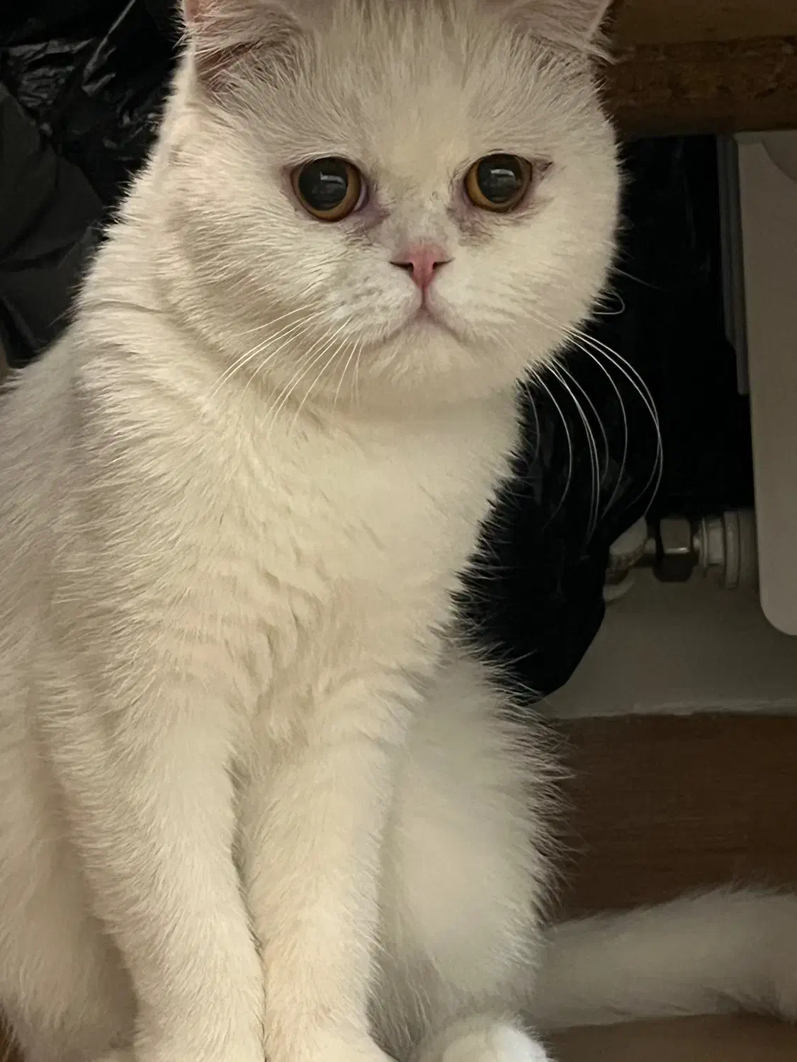 گربه ماده اسکاتیش یه سالو نیمه|گربه|کرمان, |دیوار