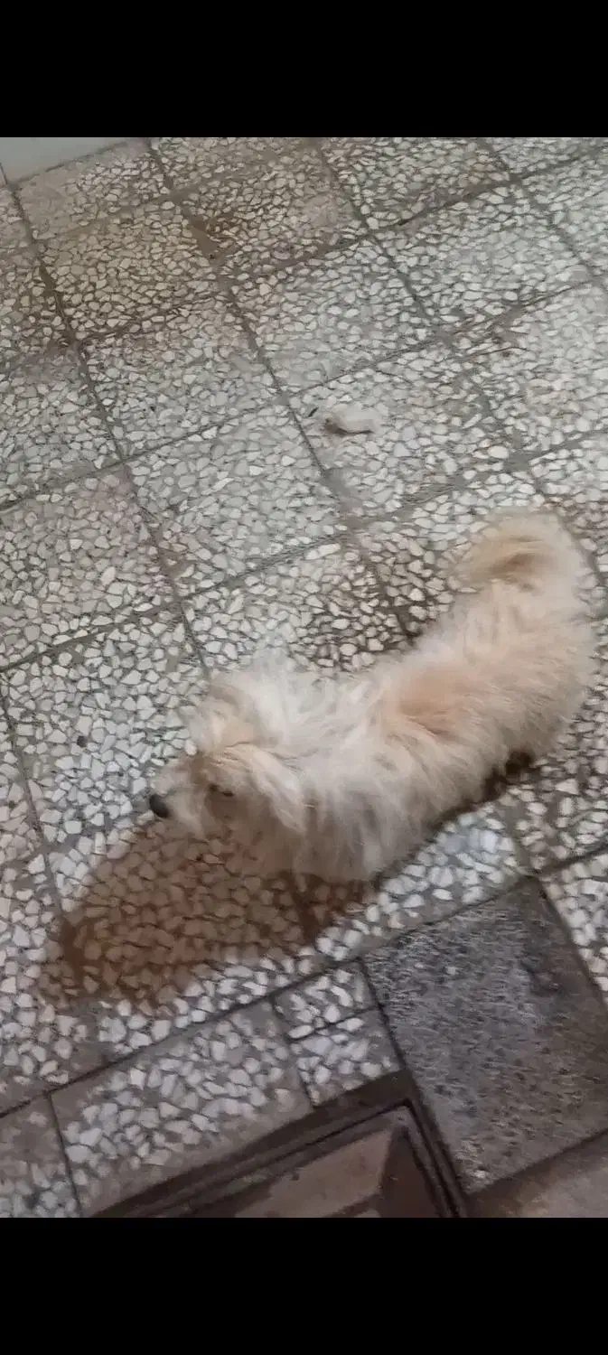 سگ شیتزو|سگ|خمینی‌شهر, |دیوار