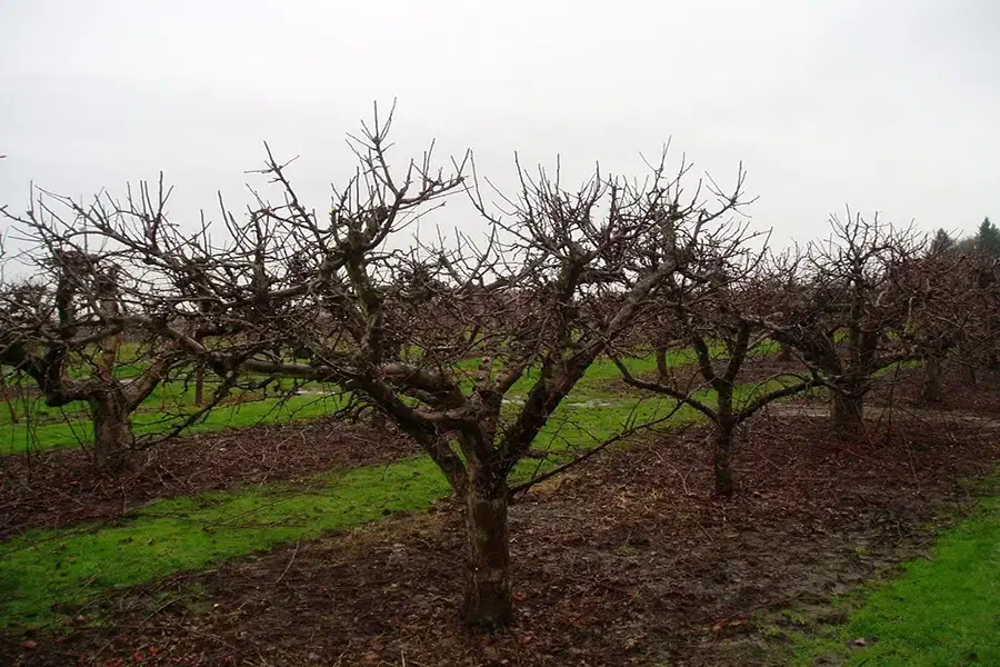 خدمات باغداری و هرس|خدمات باغبانی و درختکاری|هشتگرد, تهران دشت|دیوار