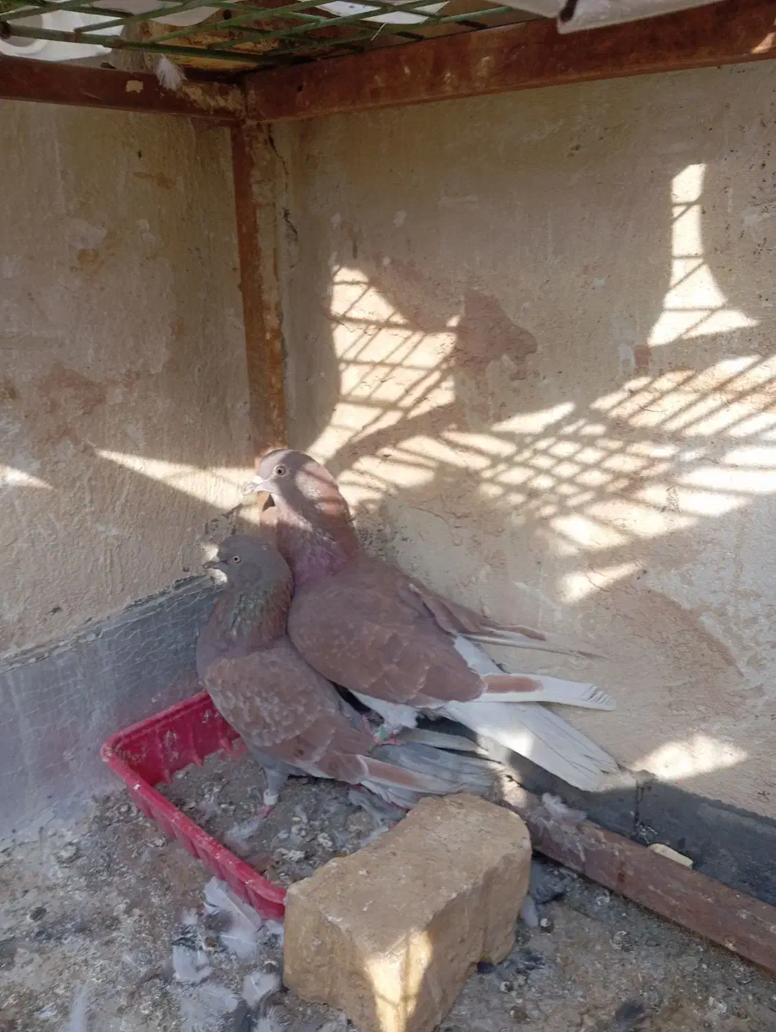 کبوتر سرخ شکار|پرنده|برخوار, |دیوار