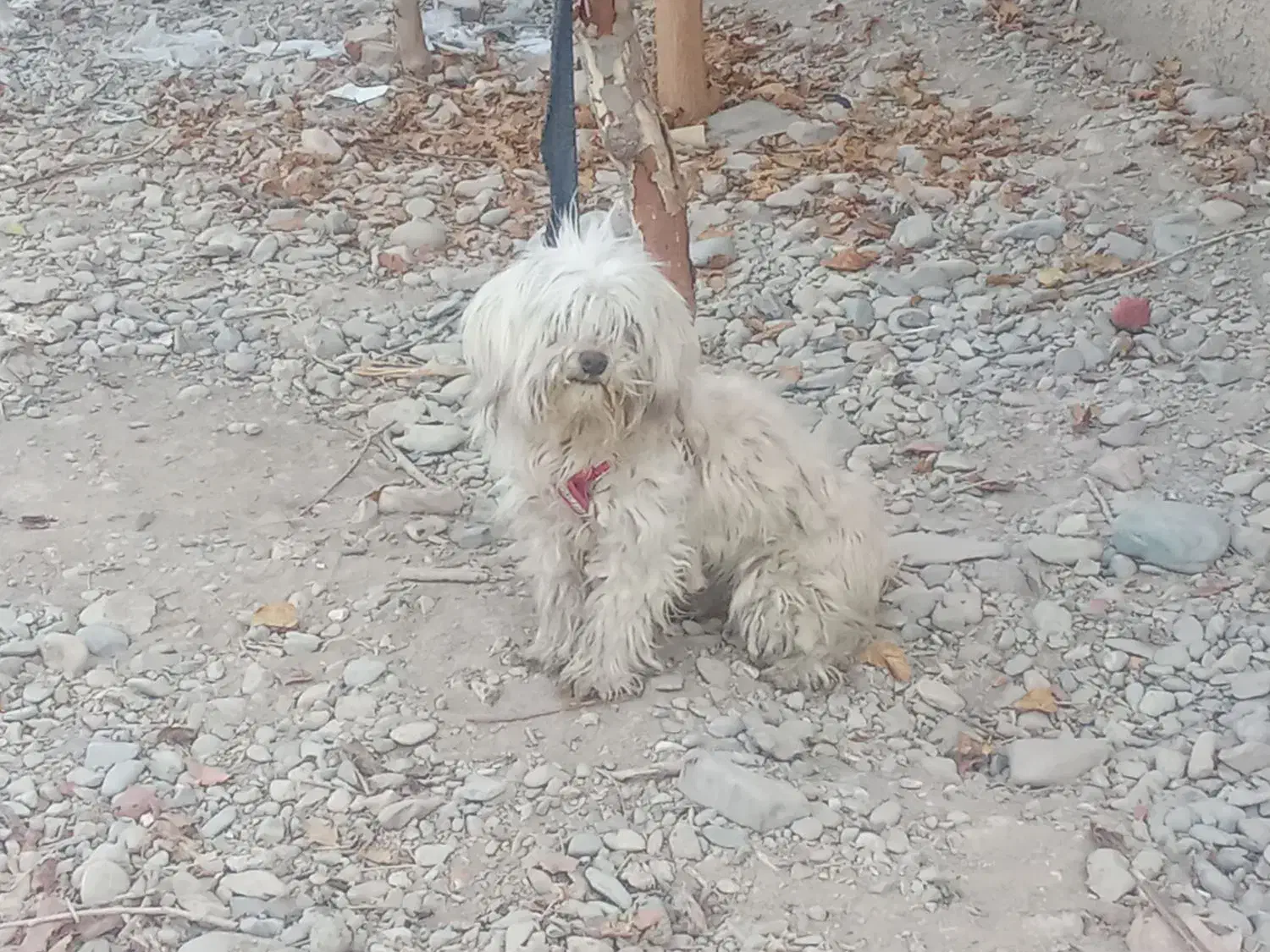 سگ پا کوتاه ماده|سگ|پیشوا, |دیوار