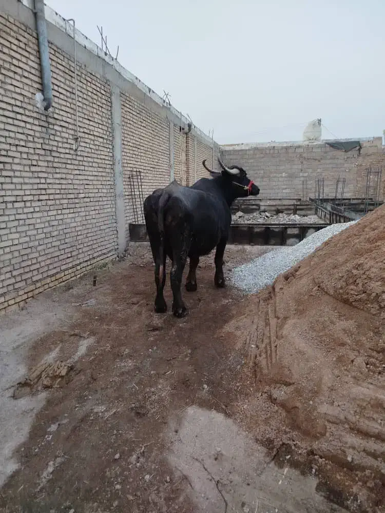 شوشترشعبیه روستای شیخ حسین|حیوانات مزرعه|شوشتر, |دیوار