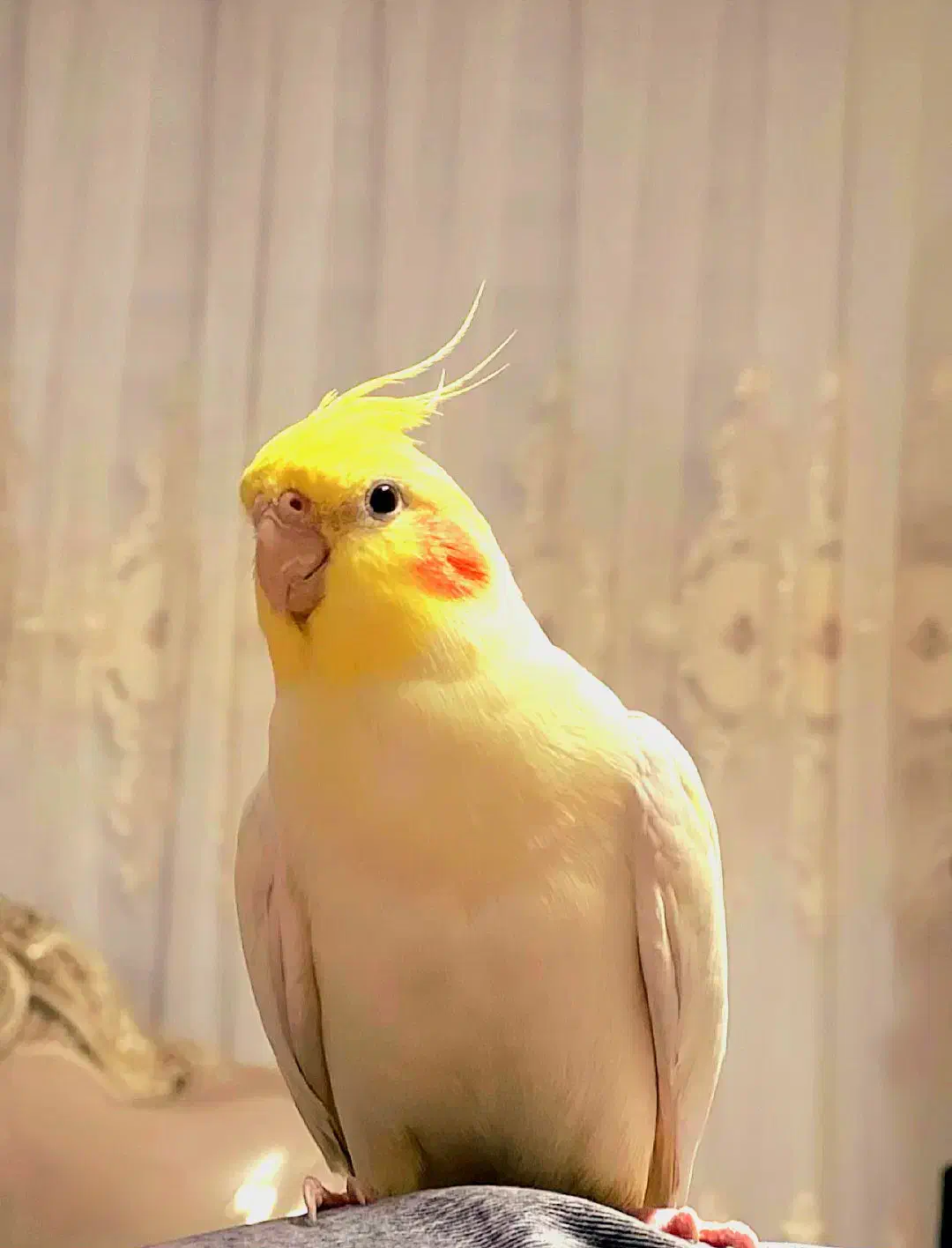 عروس هلندی لوتینو|پرنده|قوچان, |دیوار