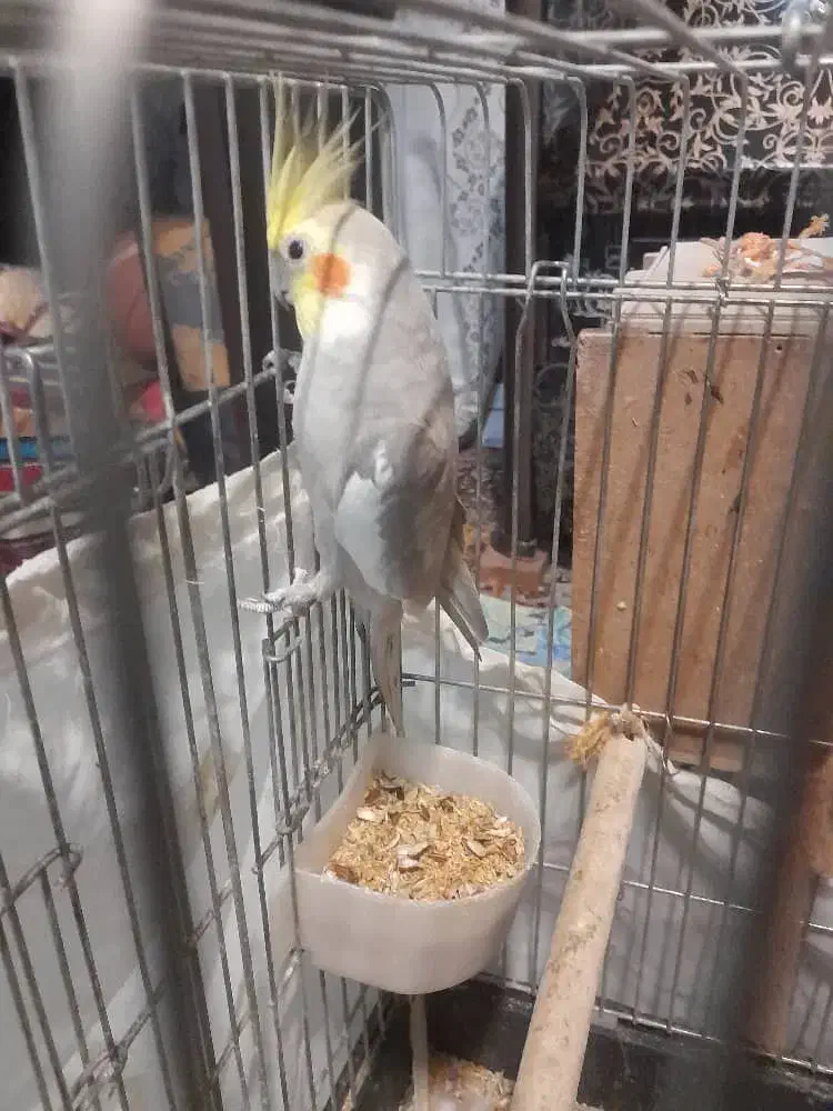 عروس هلندی جفت|پرنده|تهران, باشگاه نفت|دیوار