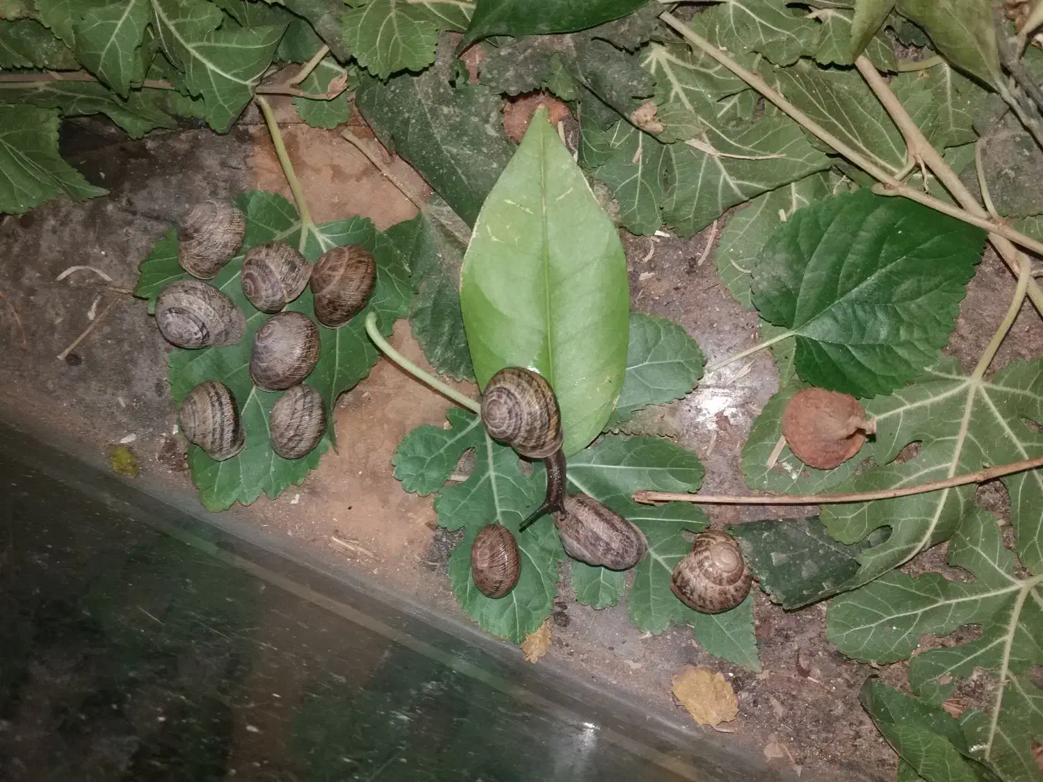 حلزون|خزنده|نجفآباد, شریعتی|دیوار