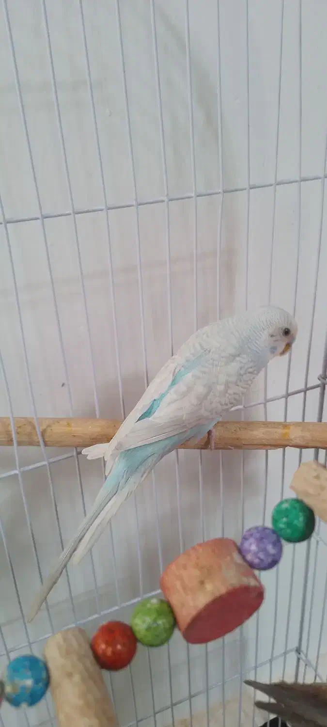 سلام.یک جفت مرغ عشق زیبا|پرنده|تربت جام, میان جام|دیوار