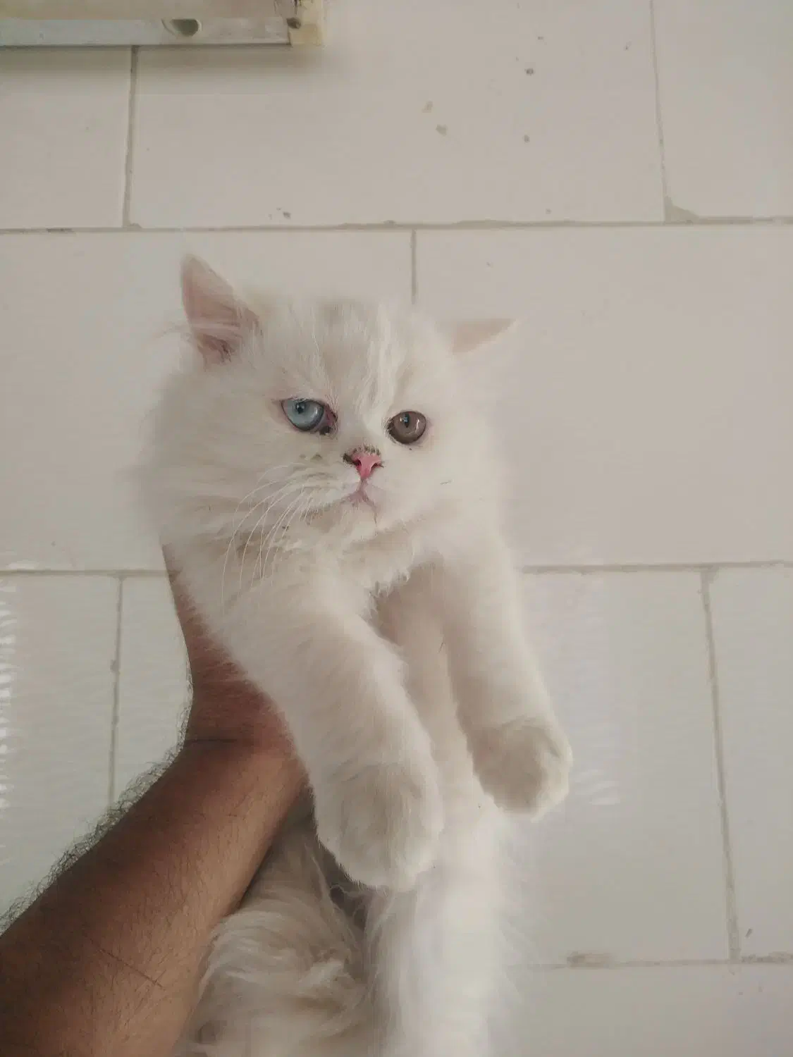 بچه گربه پرشین|گربه|یزد, |دیوار