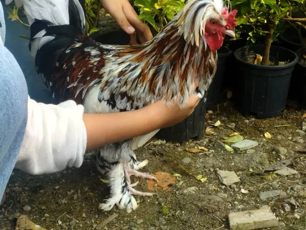 خروس سلطان|حیوانات مزرعه|چابکسر, |دیوار