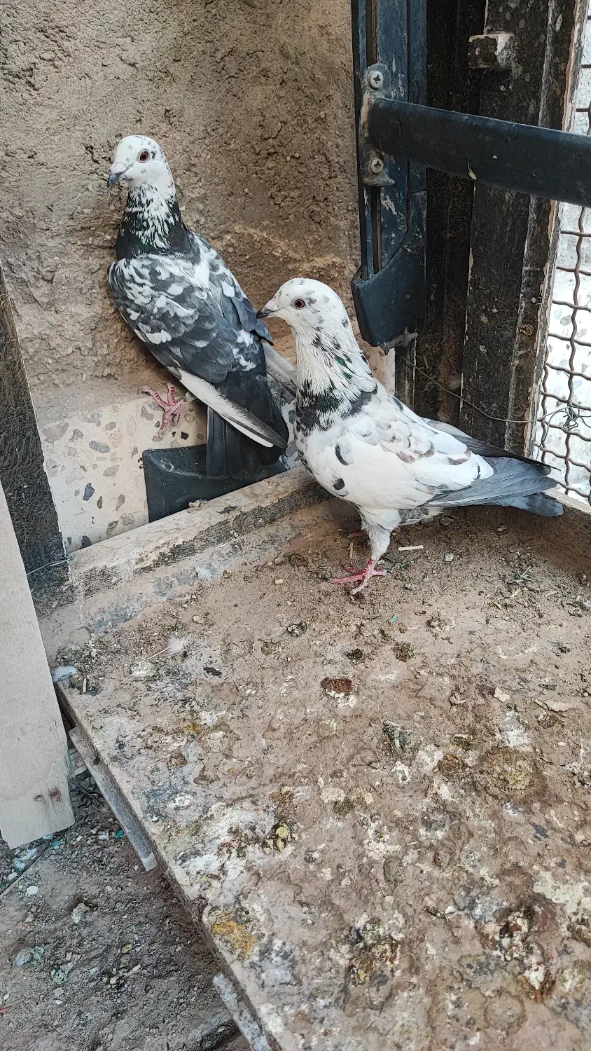 مجسمه کبوتر زنده|پرنده|طبس, |دیوار