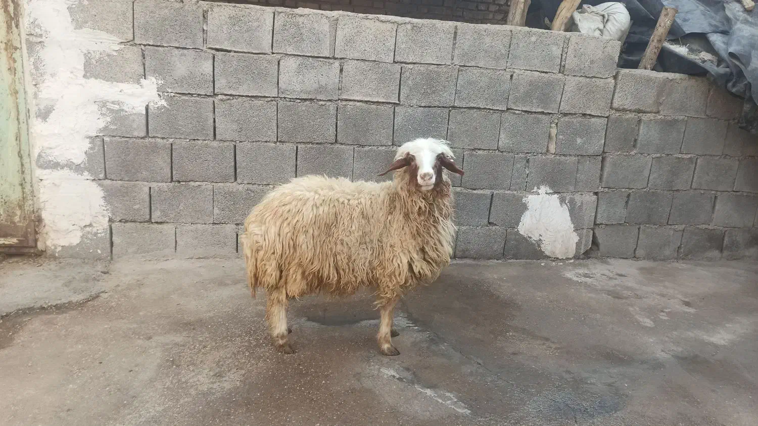 فروش بره ماده چاق،آدرس جنت مکان|حیوانات مزرعه|گتوند, |دیوار