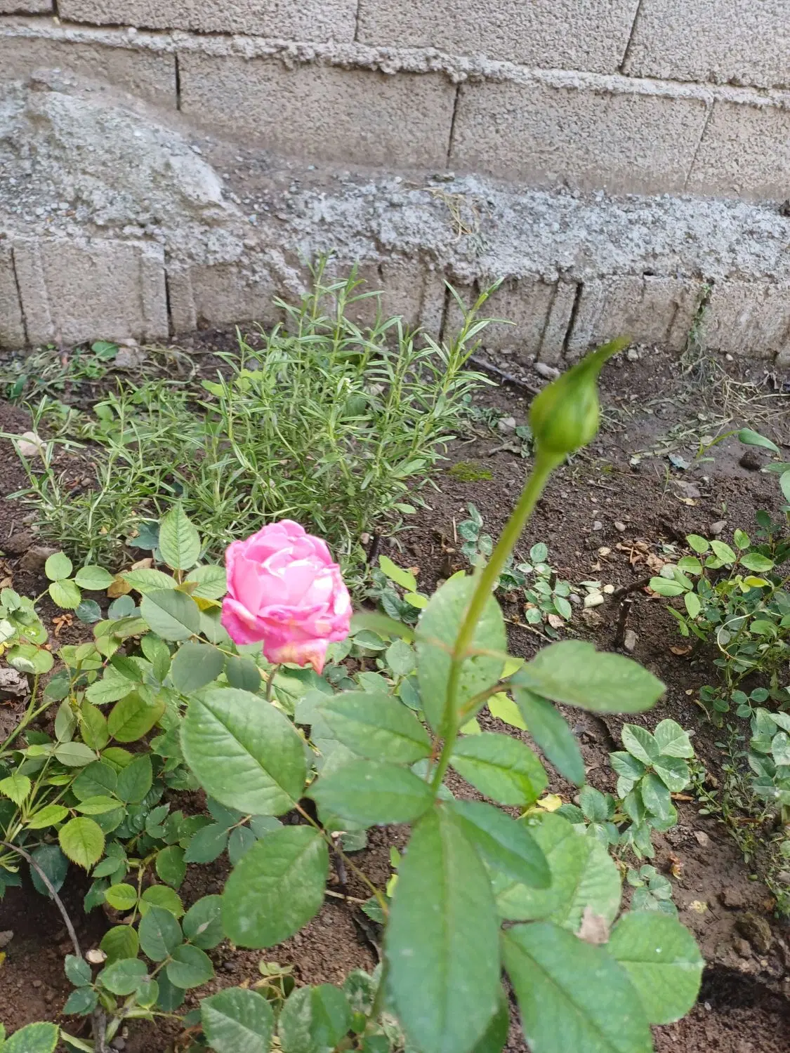 گل رز|گل و گیاه طبیعی|خوی, |دیوار