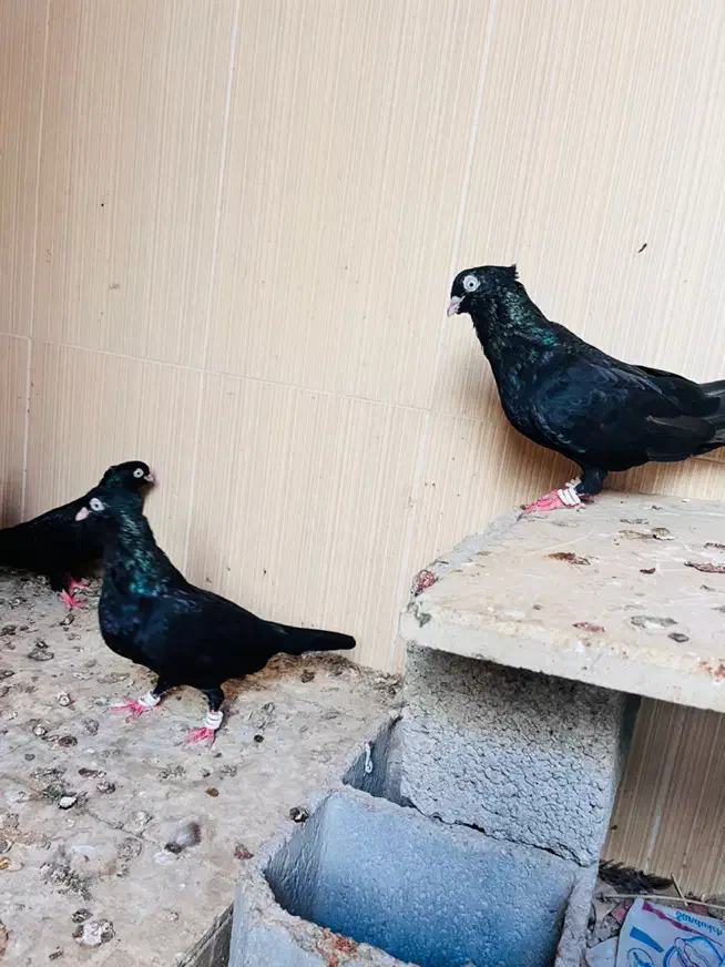 سیا ابدانی|پرنده|بندر گناوه, |دیوار