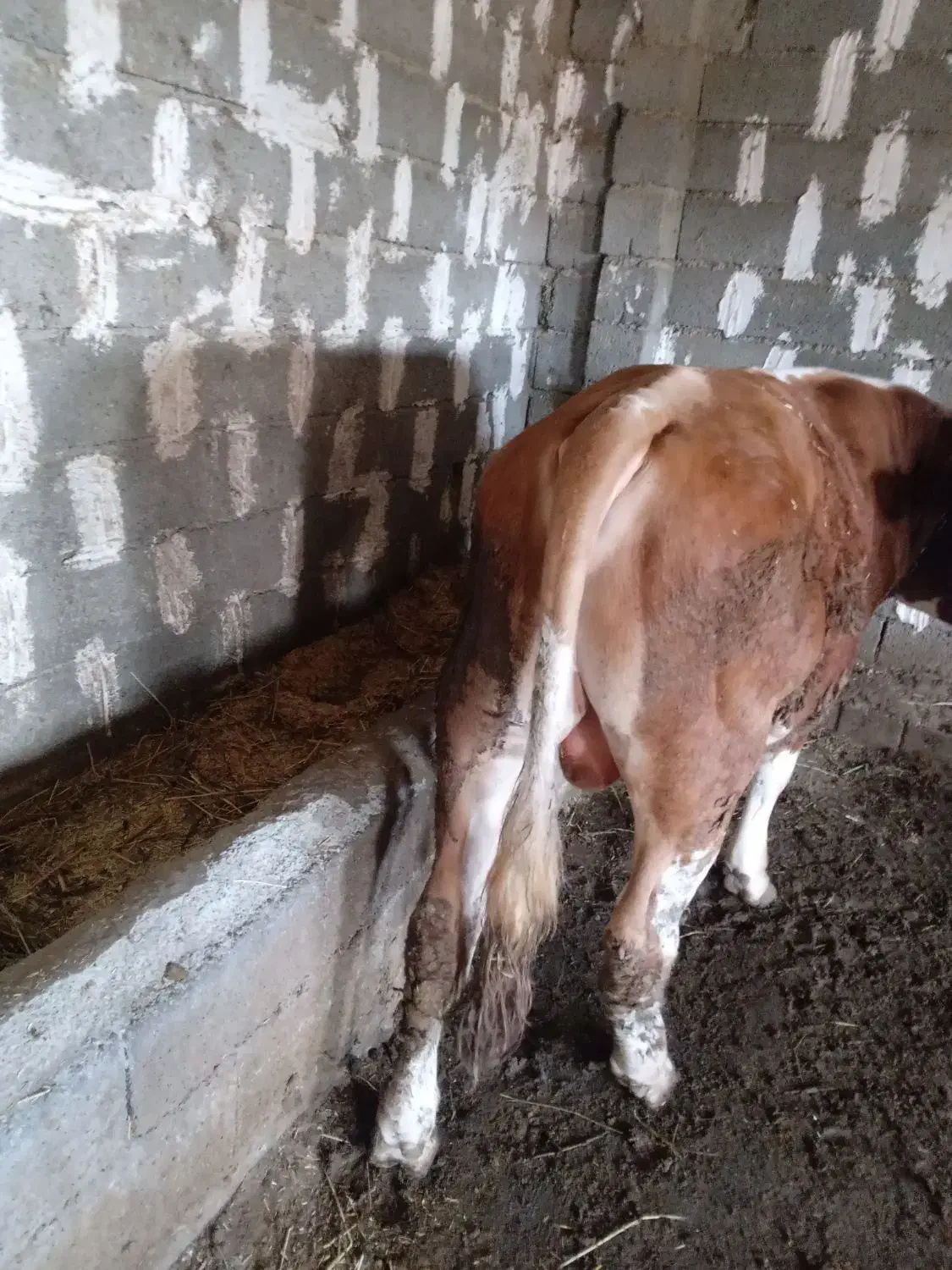 گاو نر|حیوانات مزرعه|نوشین شهر, |دیوار