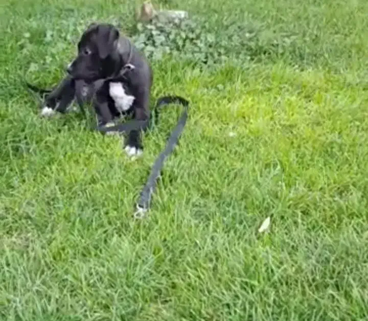 سگ امریکن پیت بول تریر|سگ|تهران, سعادتآباد|دیوار