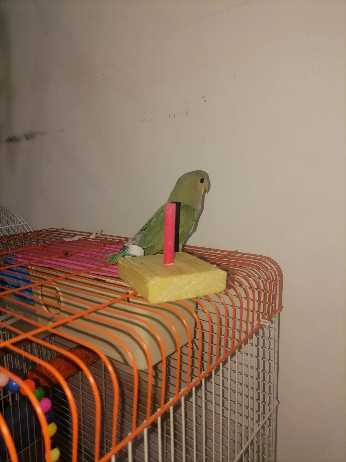 فروش ۲عدد طوطی برزیلی فیشر|پرنده|شهریار, شهرک وائین|دیوار