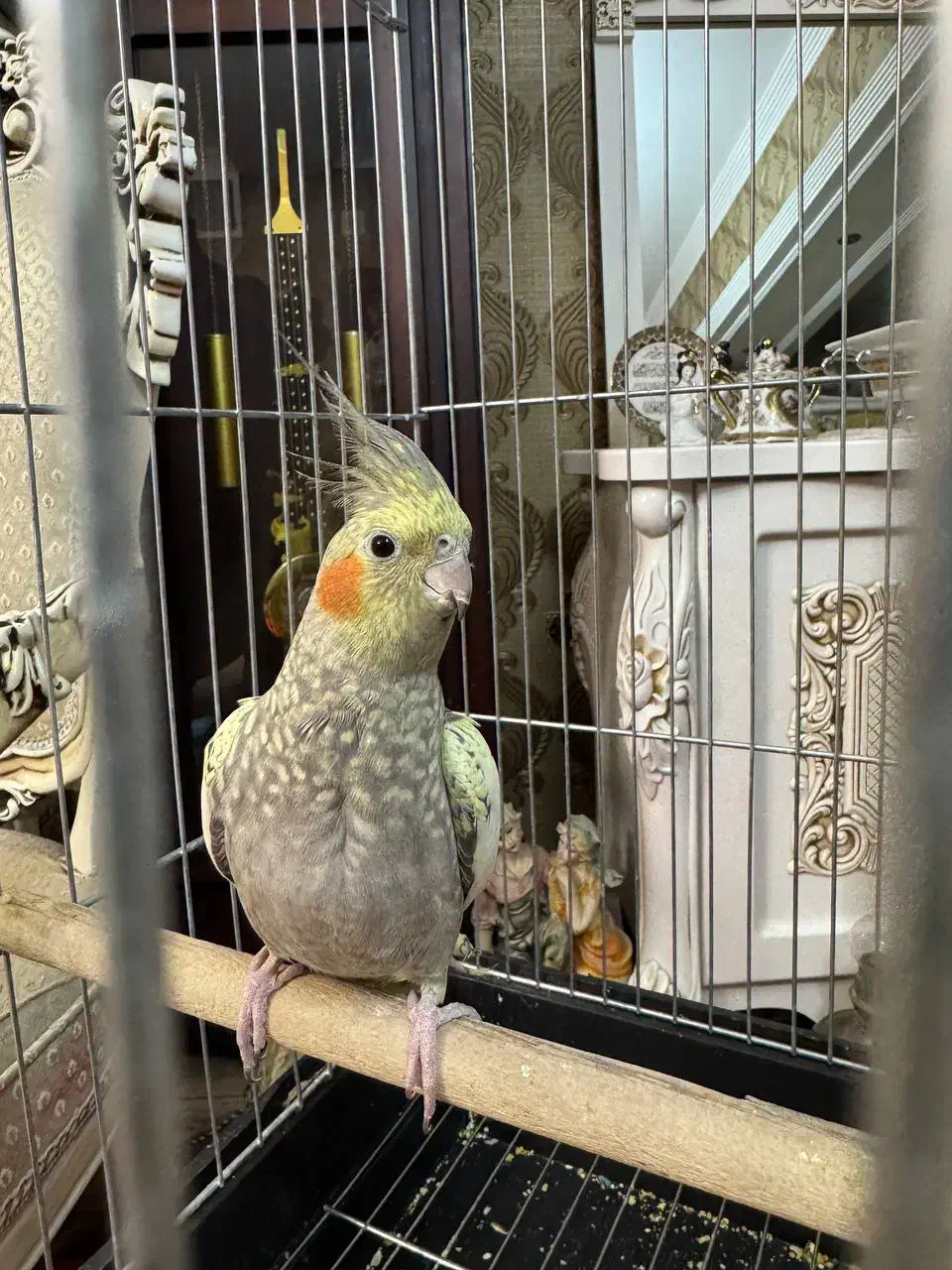 عروس هلندی|پرنده|کرج, شهرک بنفشه|دیوار