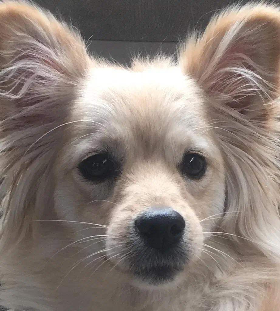 سگ گمشده|حیوانات|شیراز, زند|دیوار