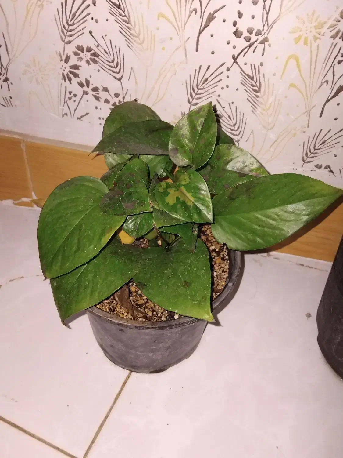 گل فروشی|گل و گیاه طبیعی|گلبهار, شهر جدید گلبهار|دیوار