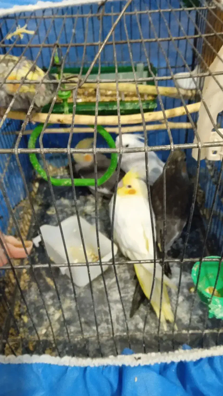 عروس هلندی|پرنده|سردرود, |دیوار