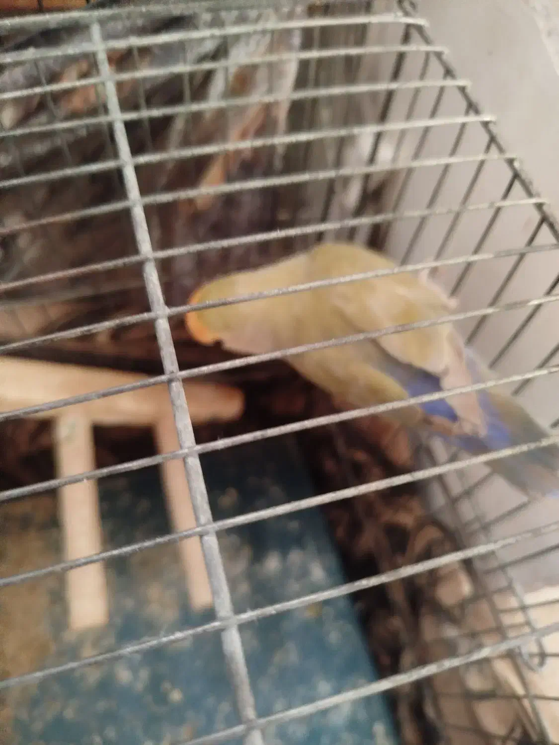 کوتوله ماده|پرنده|قم, انسجام|دیوار