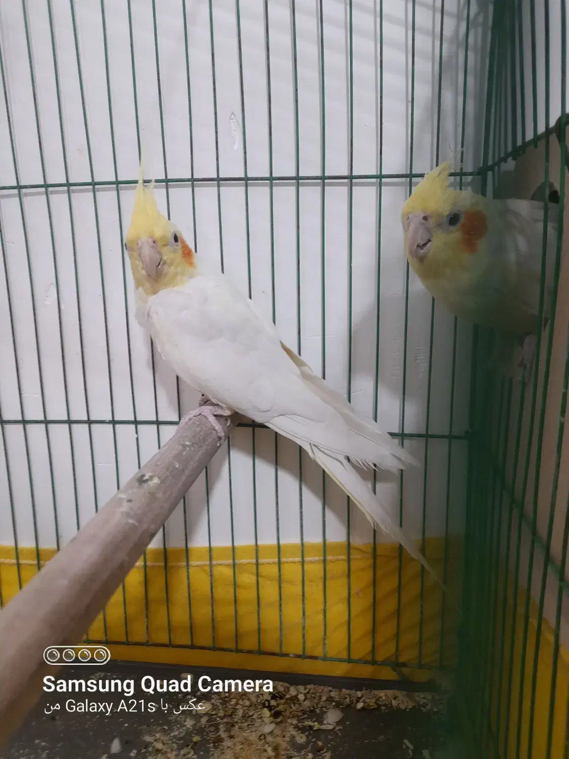 عروس هلندی|پرنده|رامشیر, |دیوار